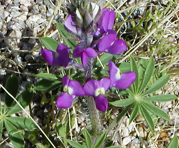 Lupinusarizonicus