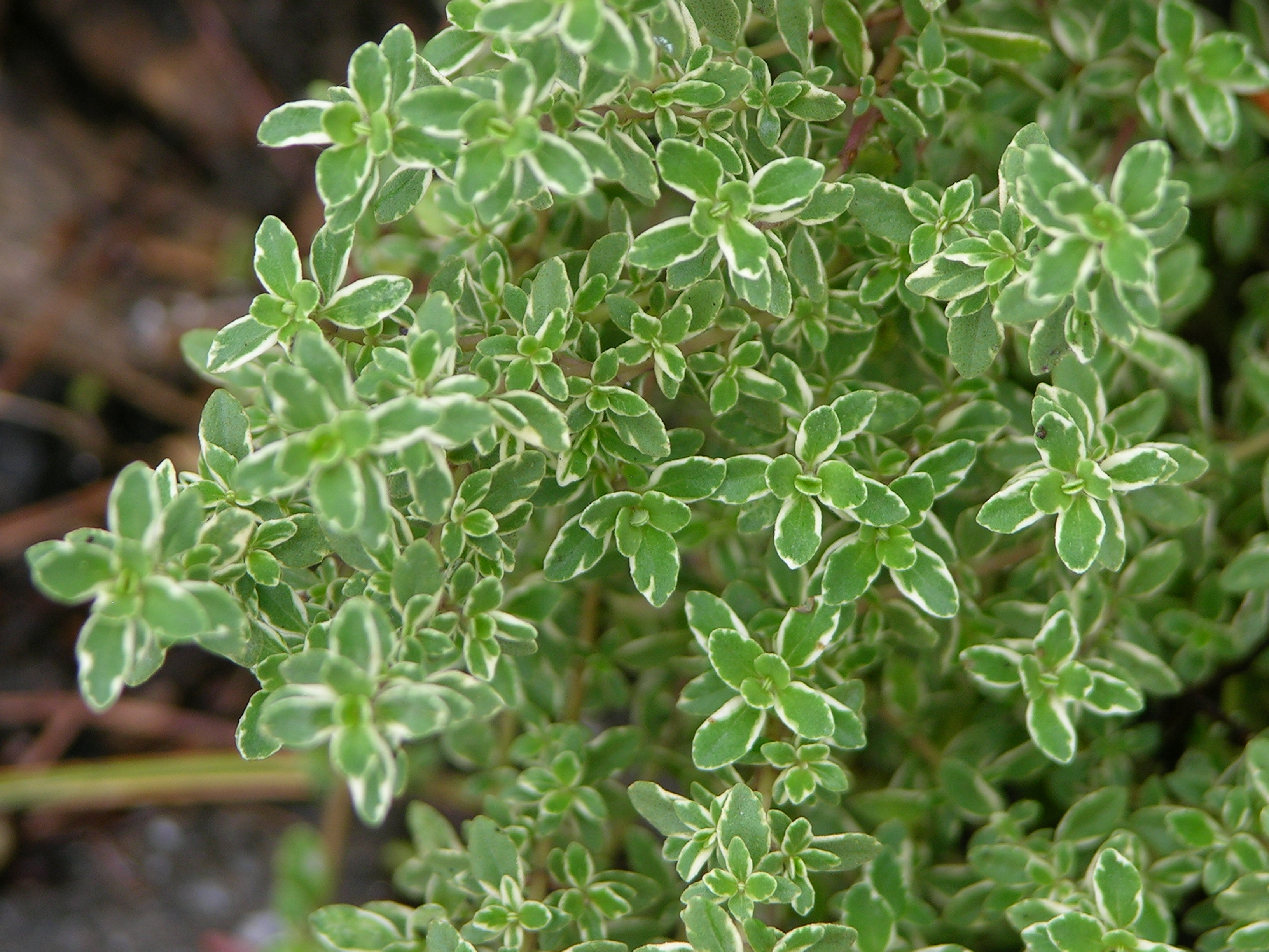 FileVariegated Lemon Thyme Thymus citriodorus variegata Leaves 3264px