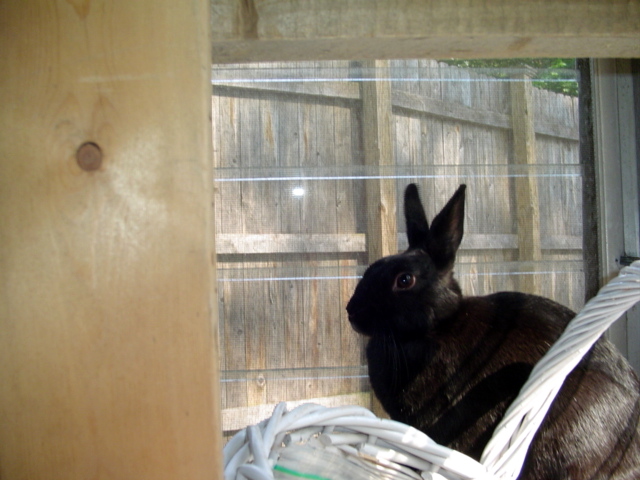 A black Netherland dwarf rabbit sitting on a window sill.