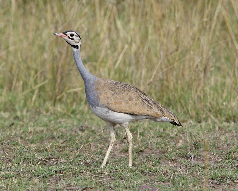 http://upload.wikimedia.org/wikipedia/commons/9/92/Eupodotis_senegalensis.jpg