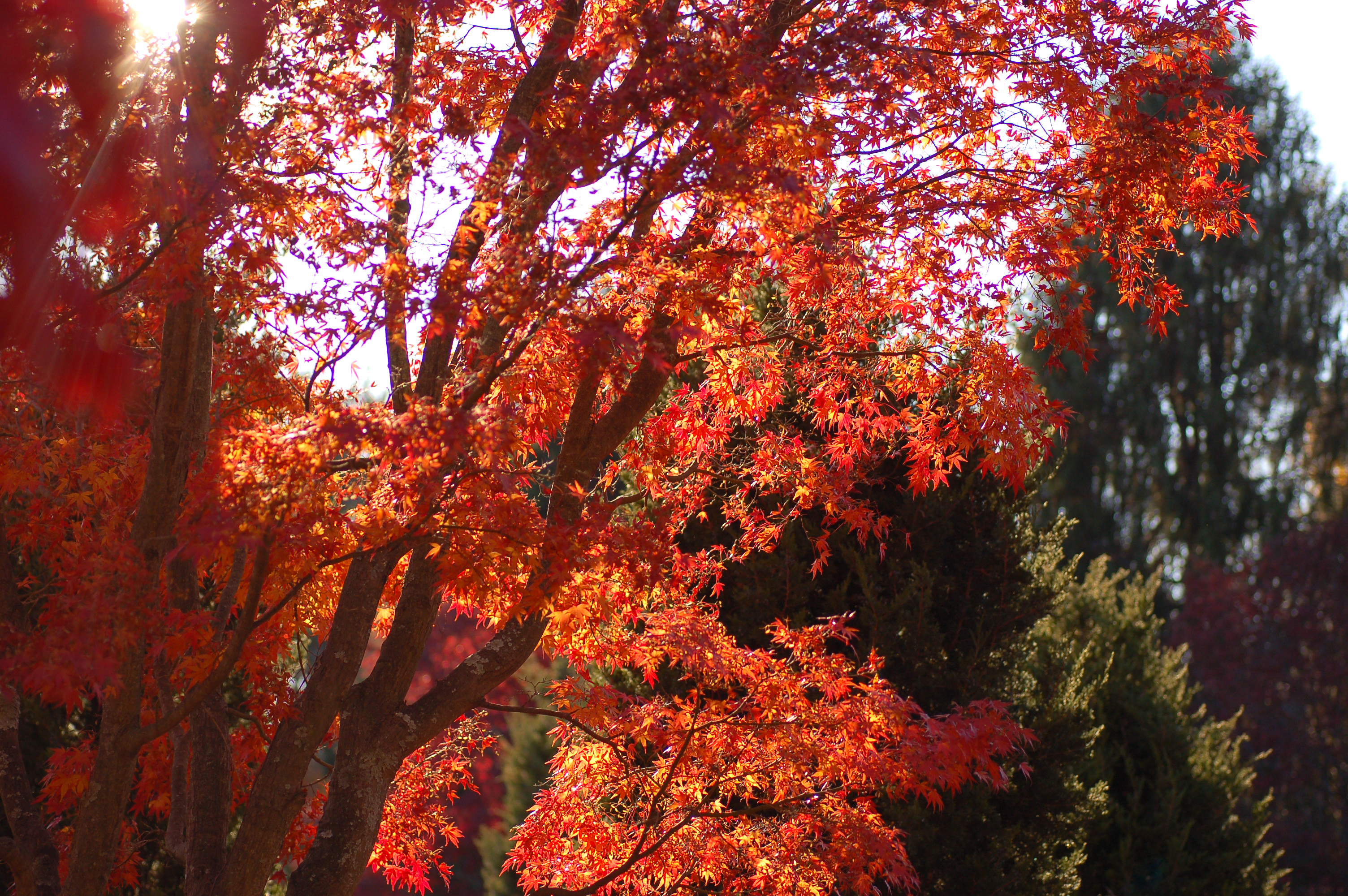 File:Japanese Maple Acer palmatum Autumn Tree 3008px.jpg