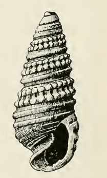 Odostomia hemphilli