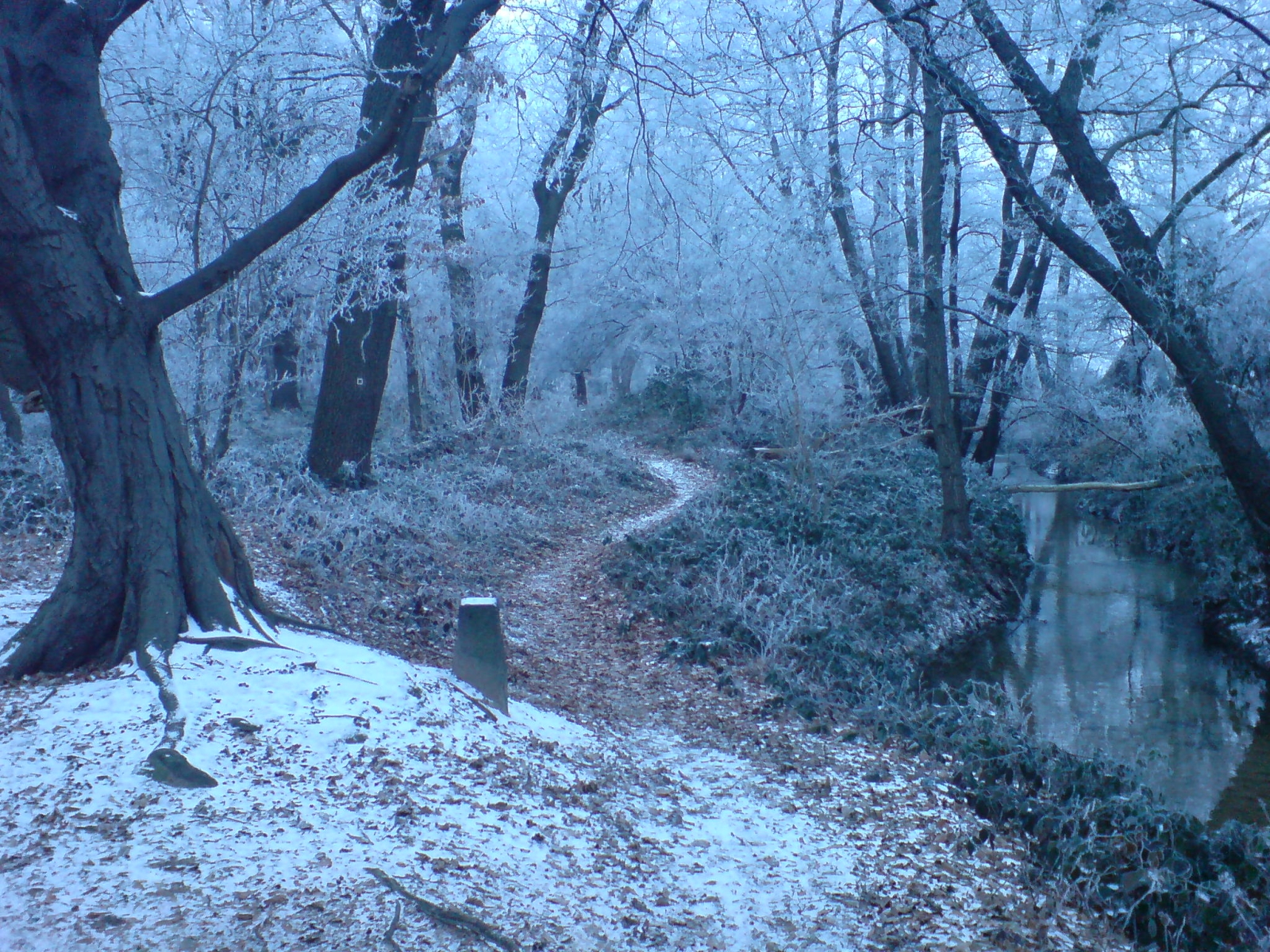 Winter_Forest_Near_Erzhausen_II.jpg