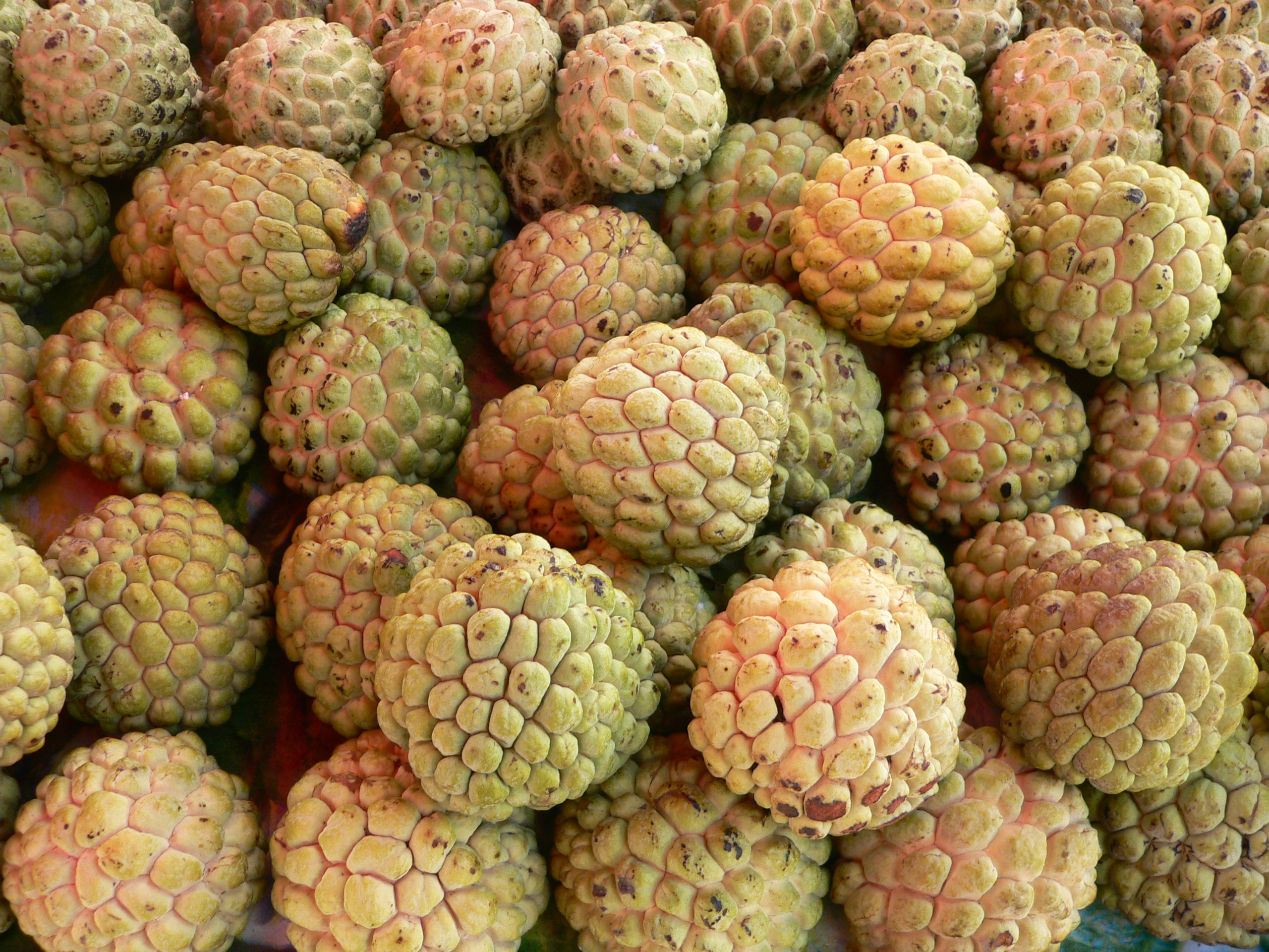 Annona Squamosa