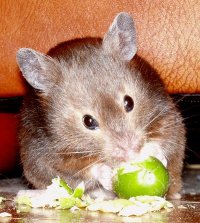 English: Sable short-haired Syrian Hamster.