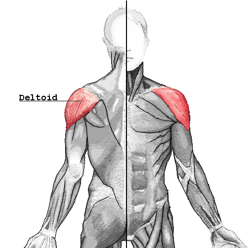 deltoid muscle look