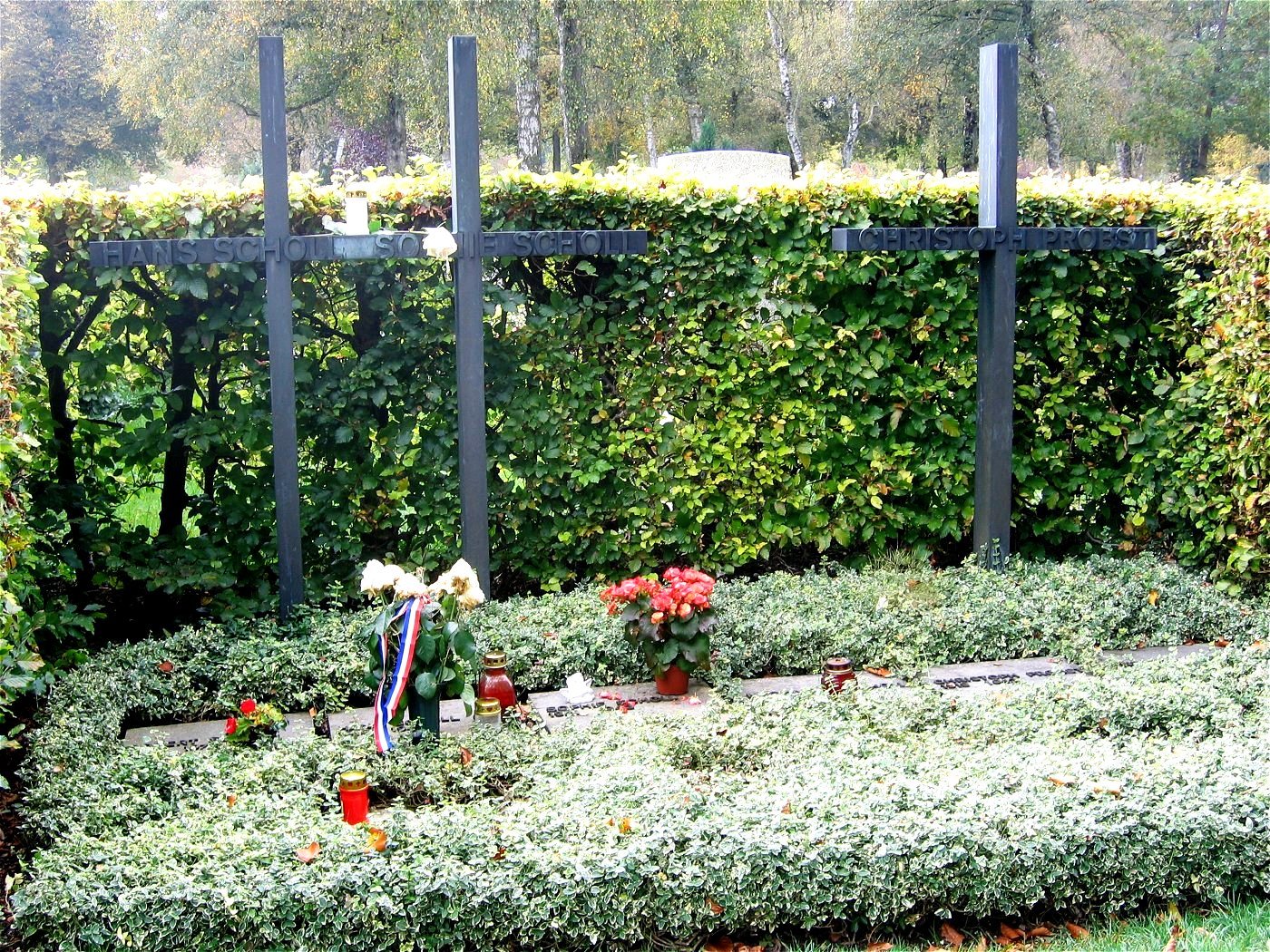 White Rose graves