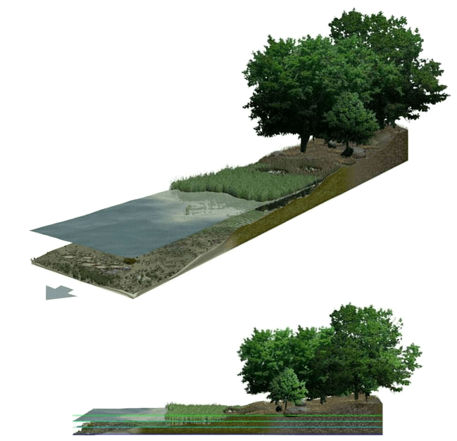 Labeled illustration of a salt marsh at high tide, from isometric and side perspectives