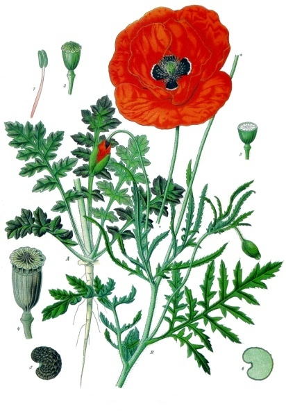 Résultat d’images pour fleur coquelicot