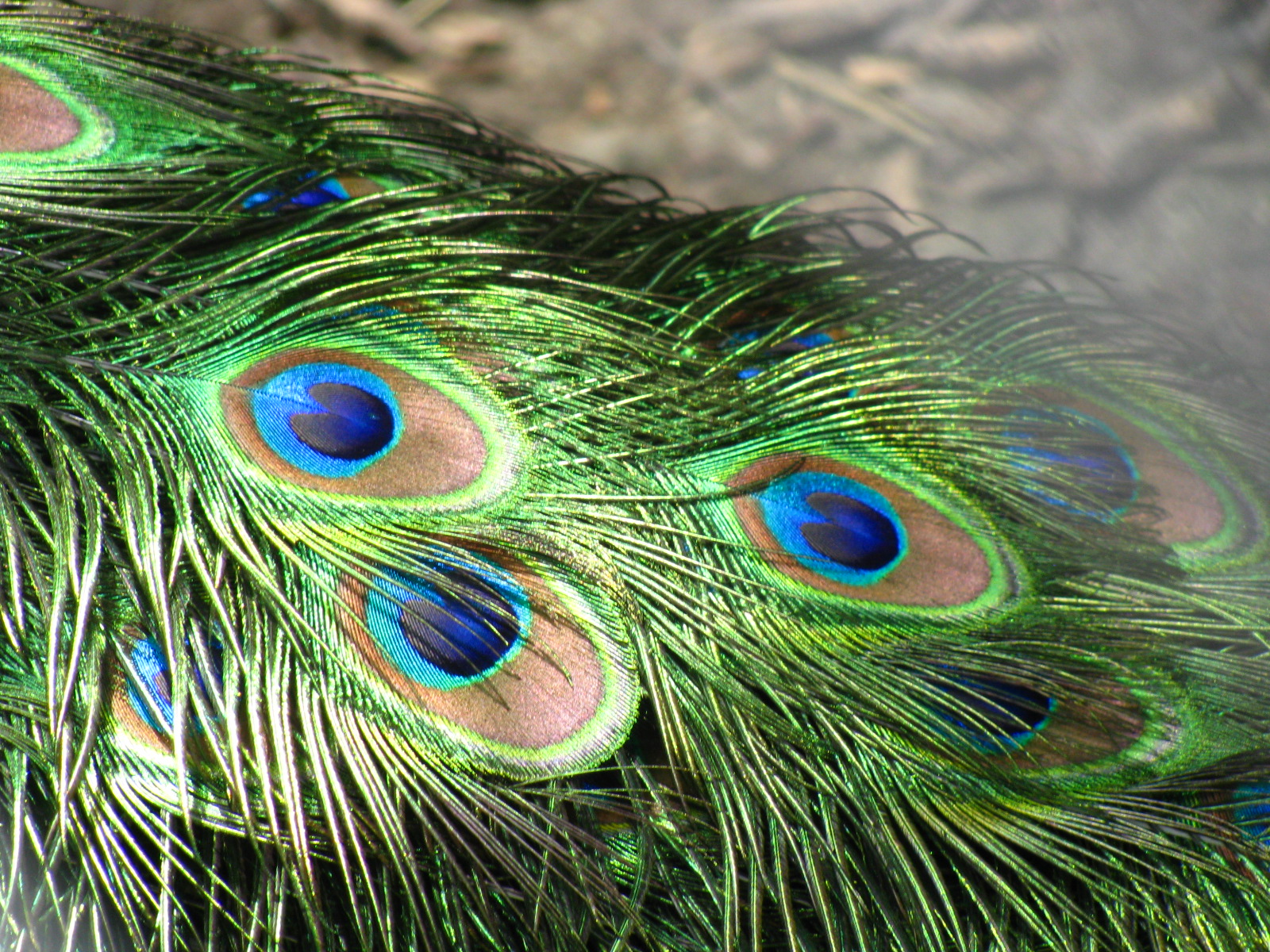 File:Peacock feathers closeup.jpg - Wikimedia Commons