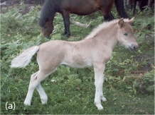 A small, light-colored horse in the foreground, a larger dark horse in the background.