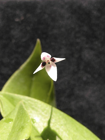 Pleurothallis anthrax image