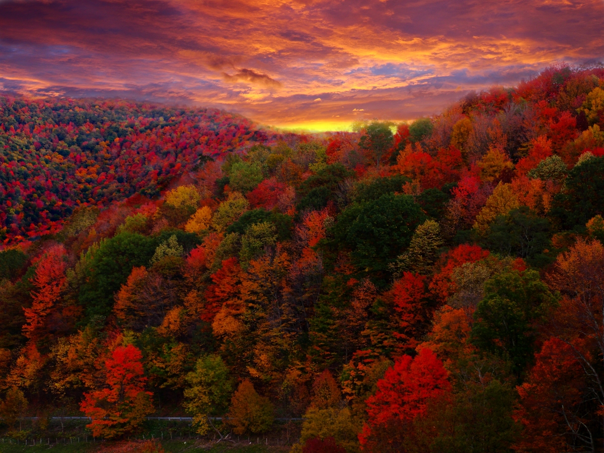 FileFall Foliage Photography.jpg Wikimedia Commons