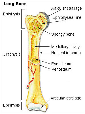 Parts of a long bone
