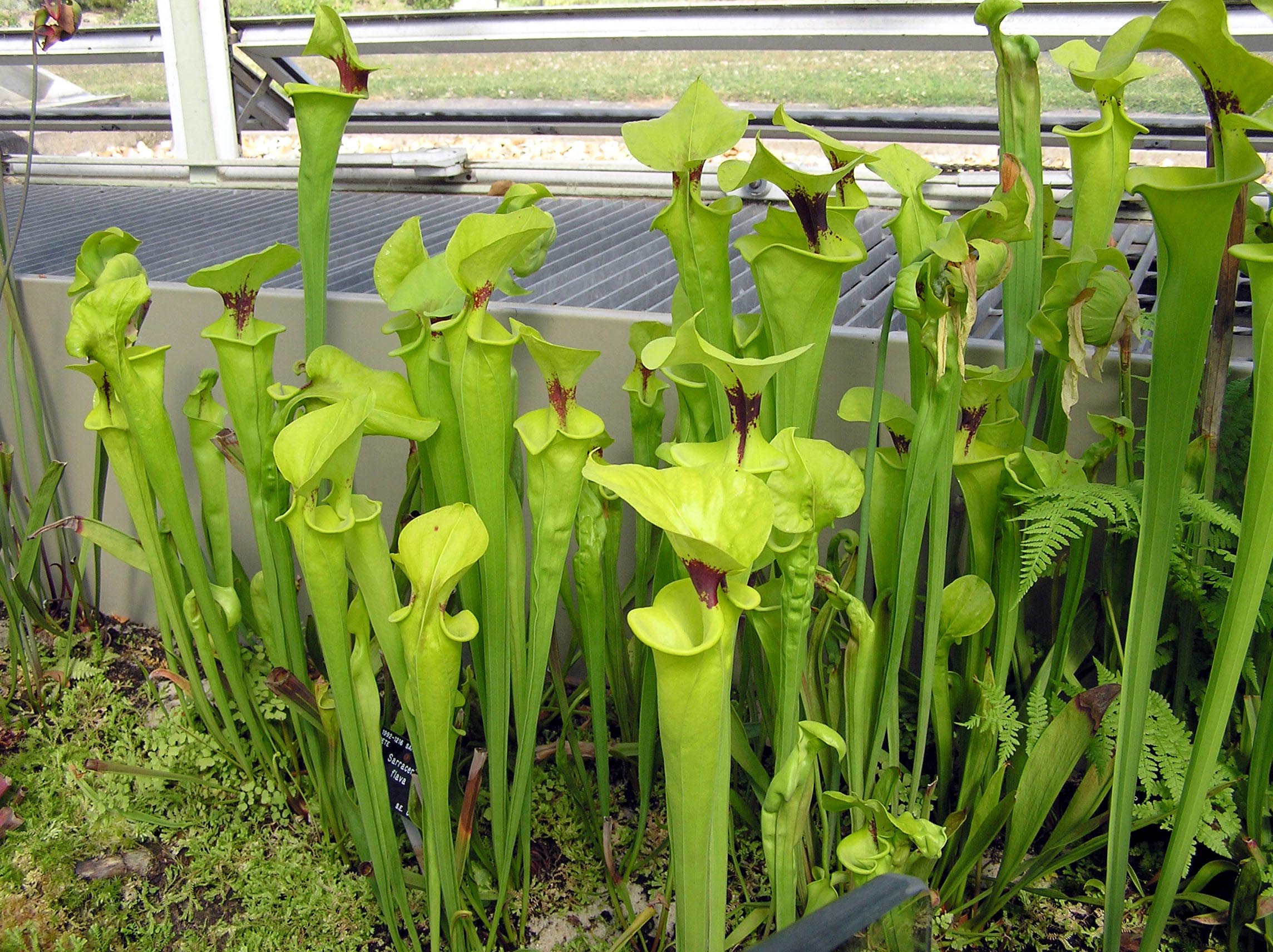 Продаю растения для влажных террариумов и палюдариумов Kew.gardens.pitcher.plant.sarracenia.arp