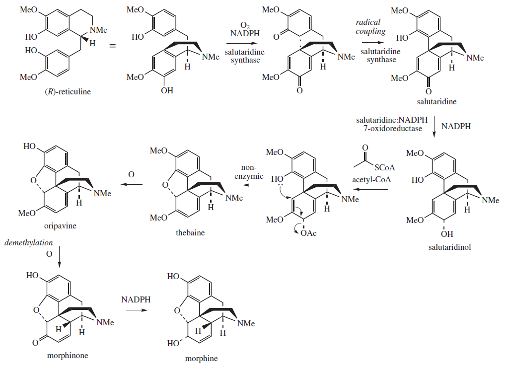 codeine vs hydrocodone metabolism