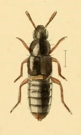 Aleochara (Emplenota) obscurella