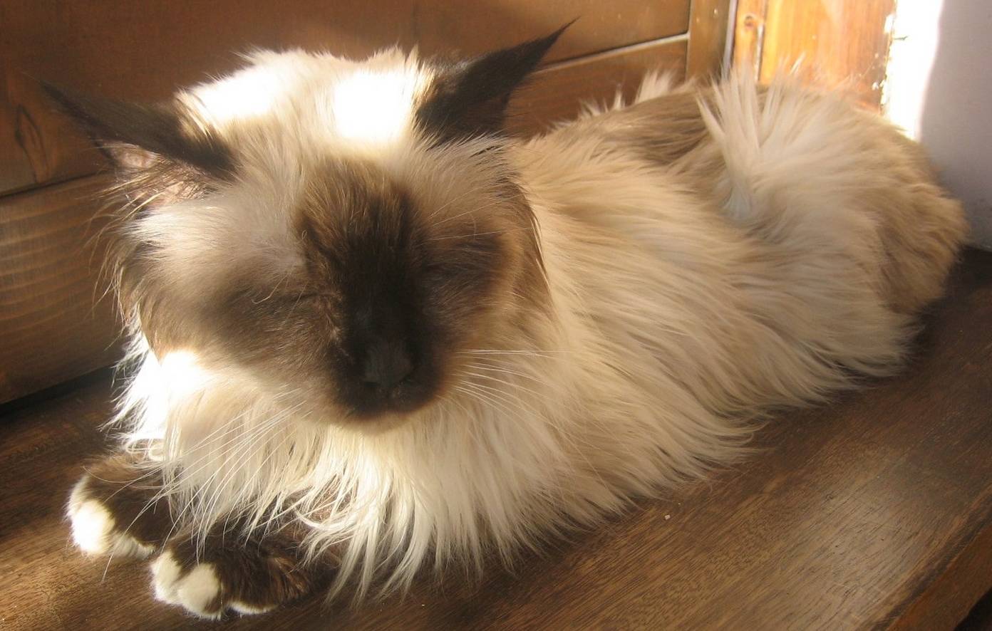 Cats Birman