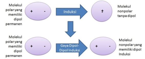 Molekul polar dan nonplar membentuk dipol sesaat