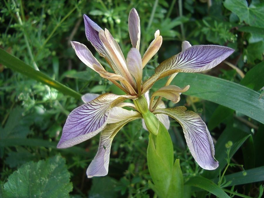 Iris_foetidissima_PaR.JPG