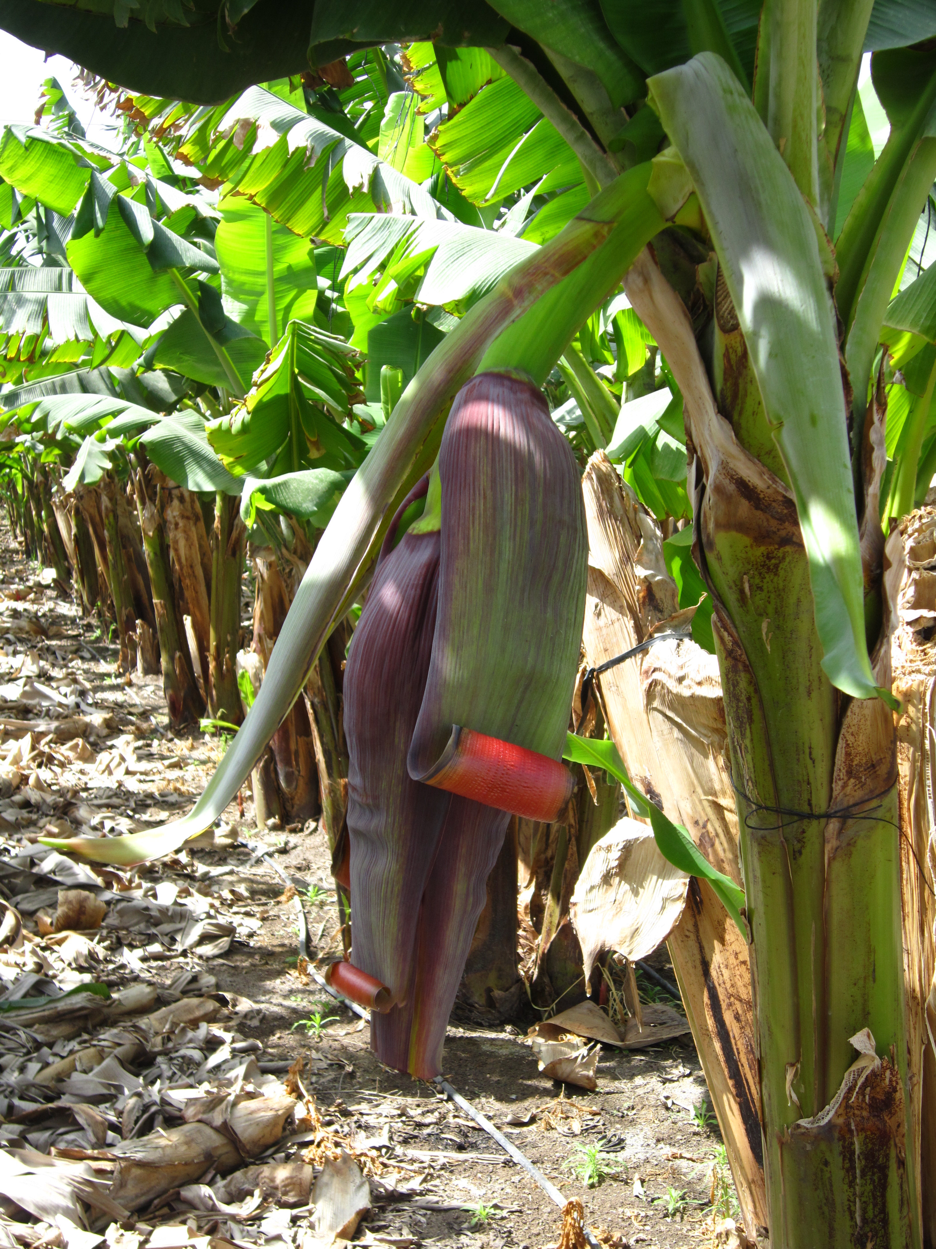 Banana Trees