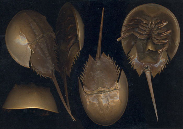 Picture of horseshoe crabs from wikipedia (Wikimedia Commons, CC BY-SA 2.5)