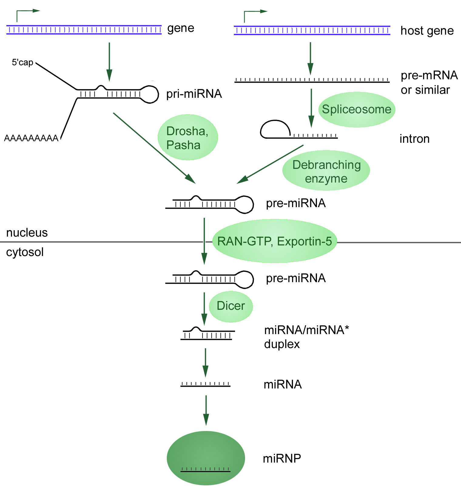 Mirna Biogenesis Wiki