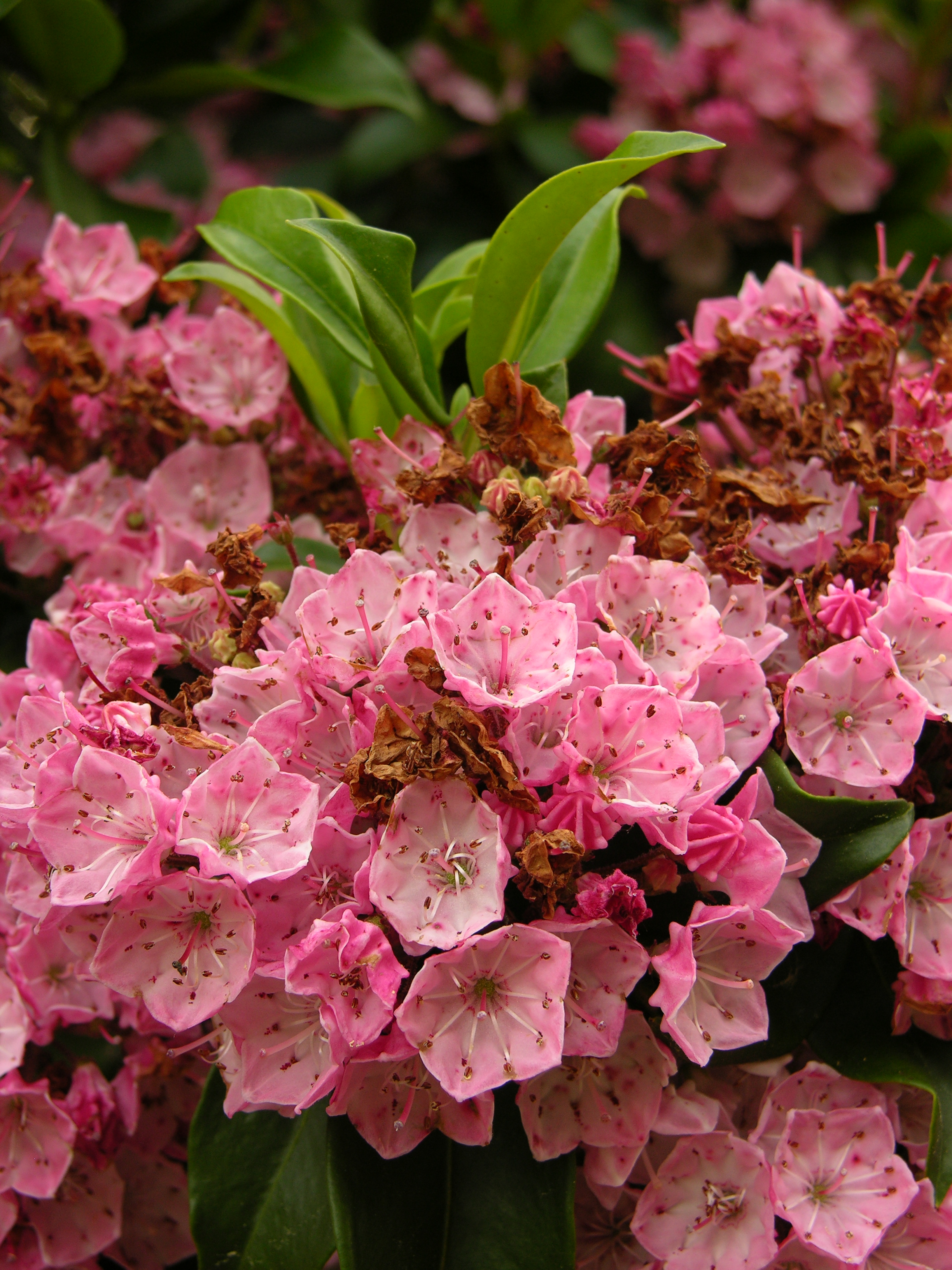 Valentine Flowers - Mountain Laurel Flowers 5