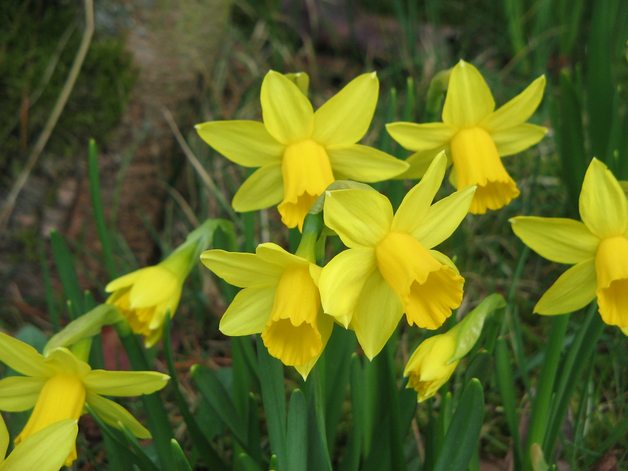 File:Narcissus TêteàTête closeup.jpg  Wikimedia Commons