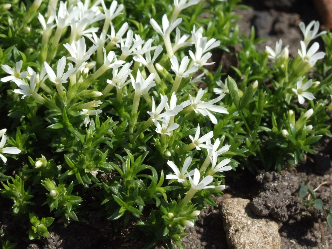 Phlox covillei image