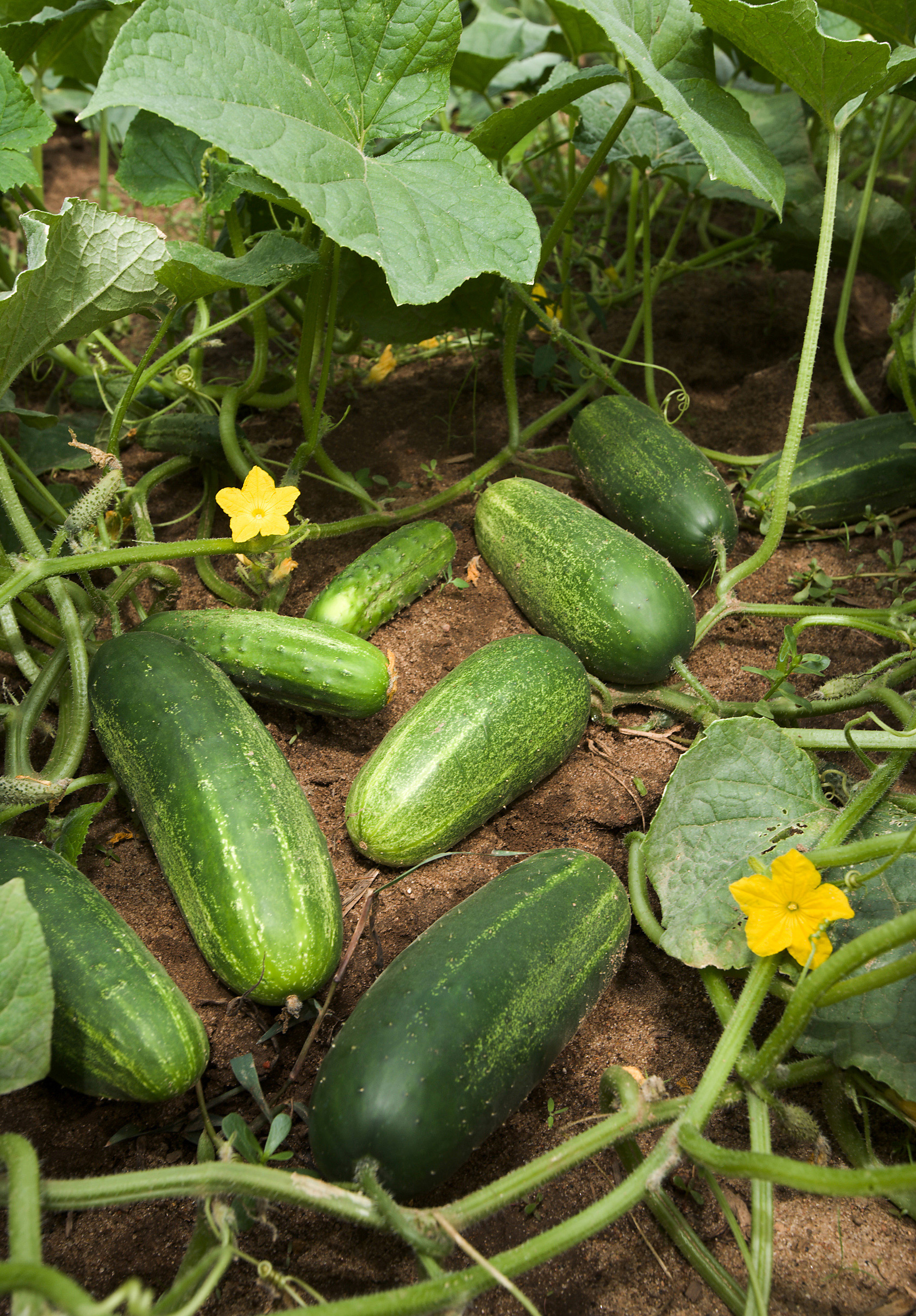 CUCUMBER - Wikipedia, the free encyclopedia