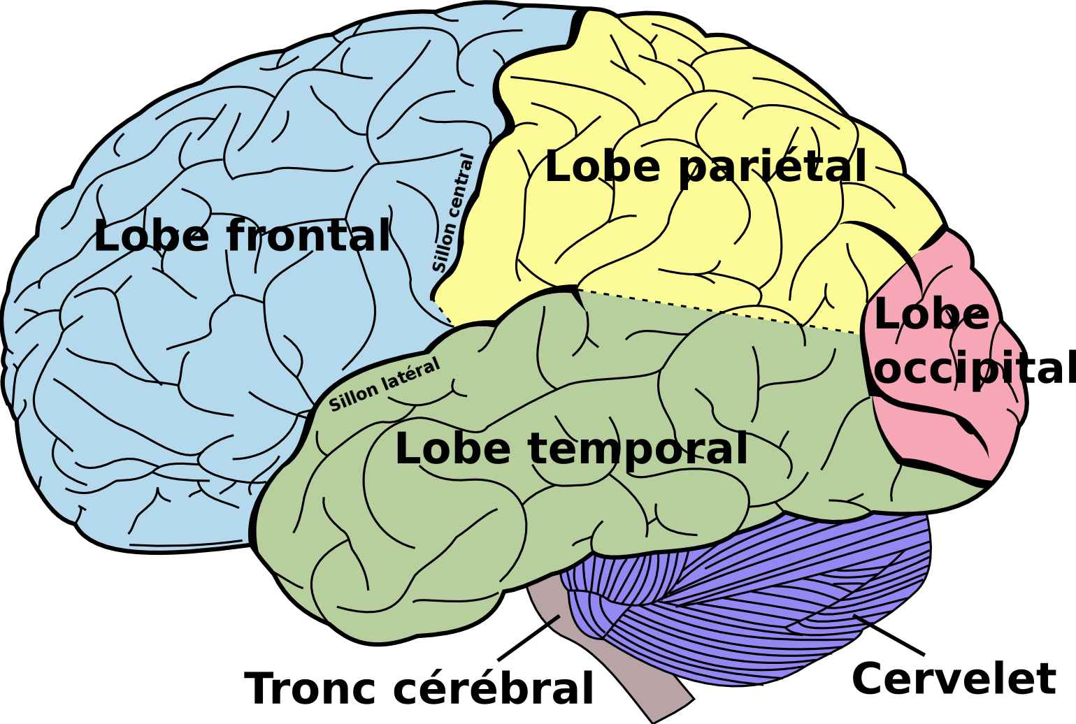 File:Brain diagram fr.png - Wikimedia Commons