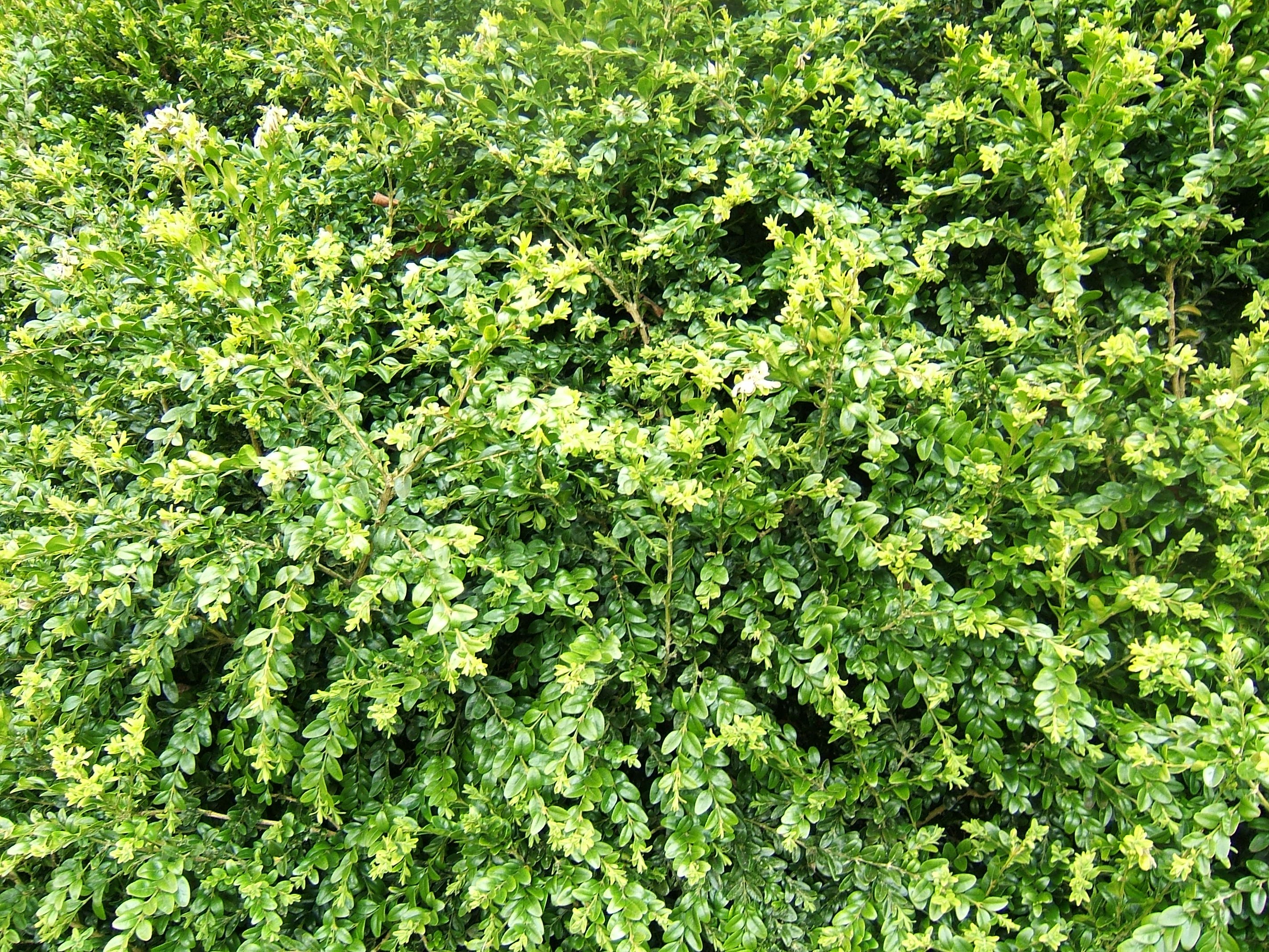 Buxus Sempervirens