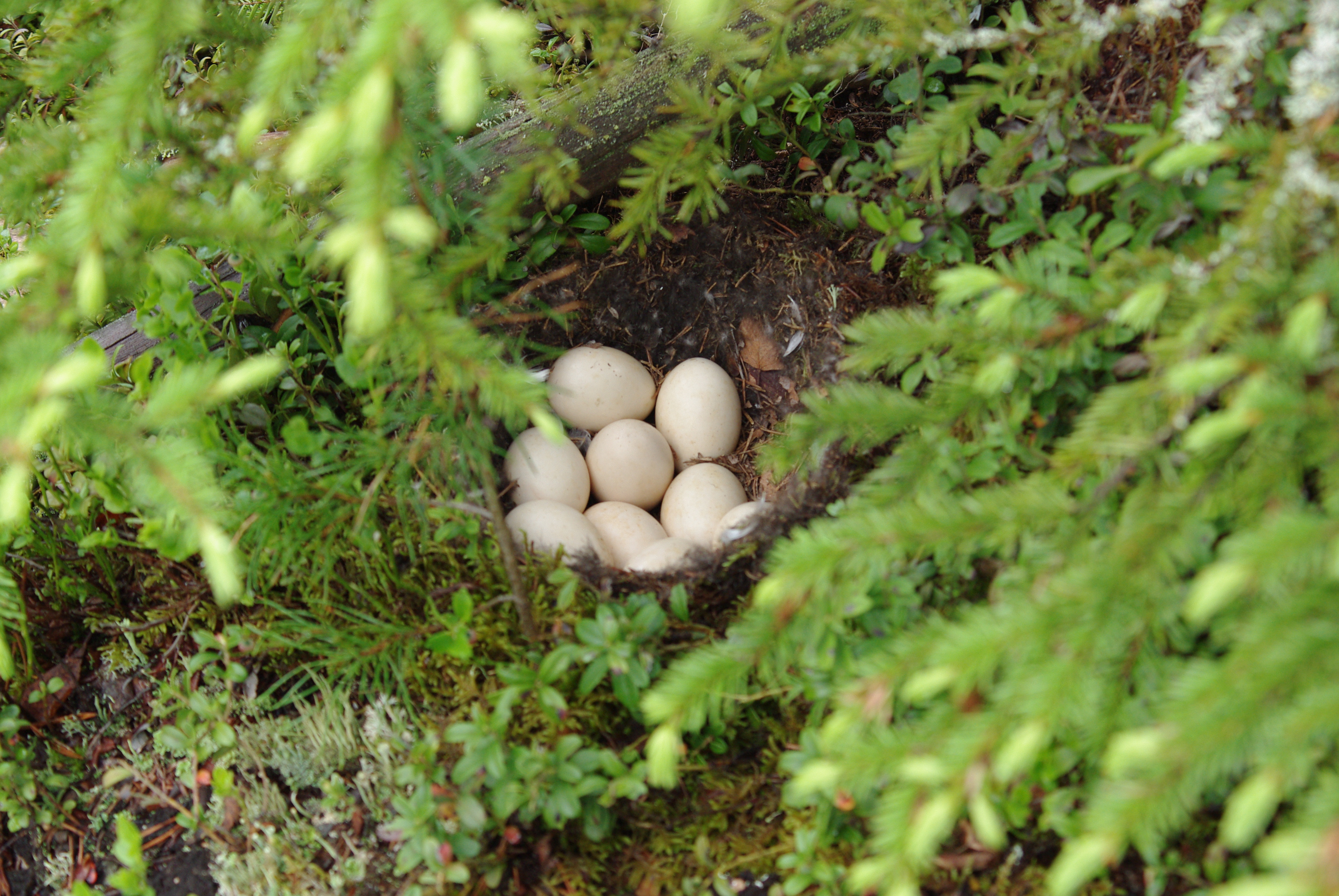 eggs and nest