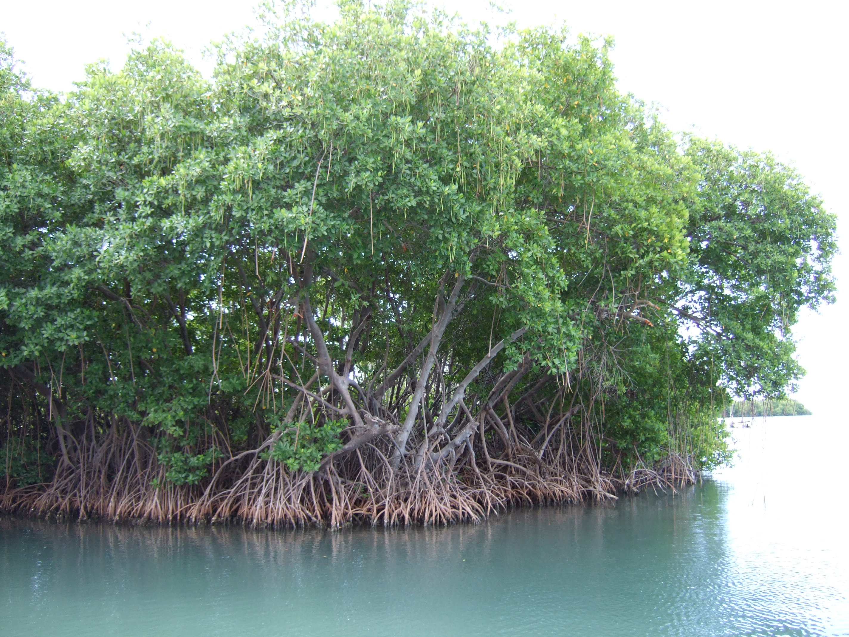 Mangroves Pics