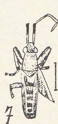 Praenotochilus parallelus interprétation graphique de l'holotype en 1937 selon Nicolas Théobald