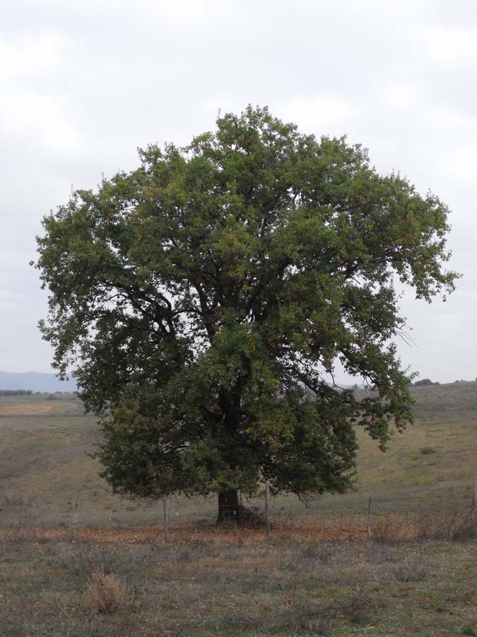 quercus_pubescens1-400