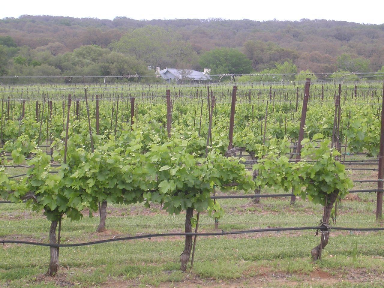 Vineyards In Texas