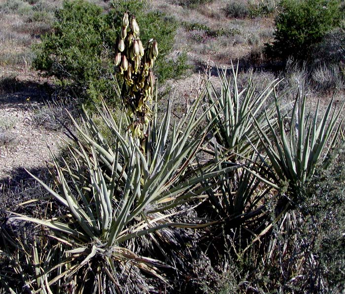 juka mrozoodporna yucca baccata