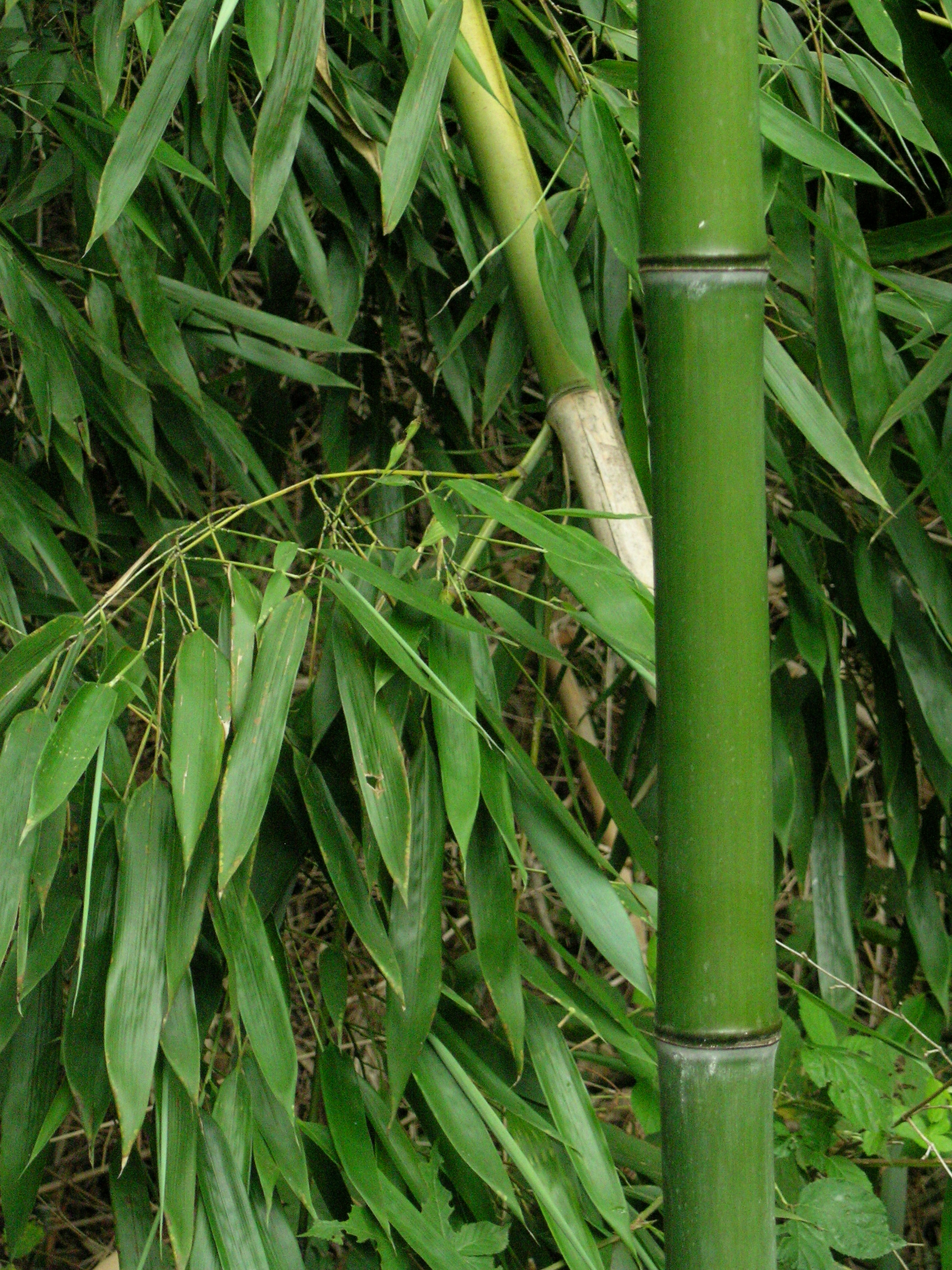 Images Bamboo