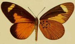 Mimacraea landbecki