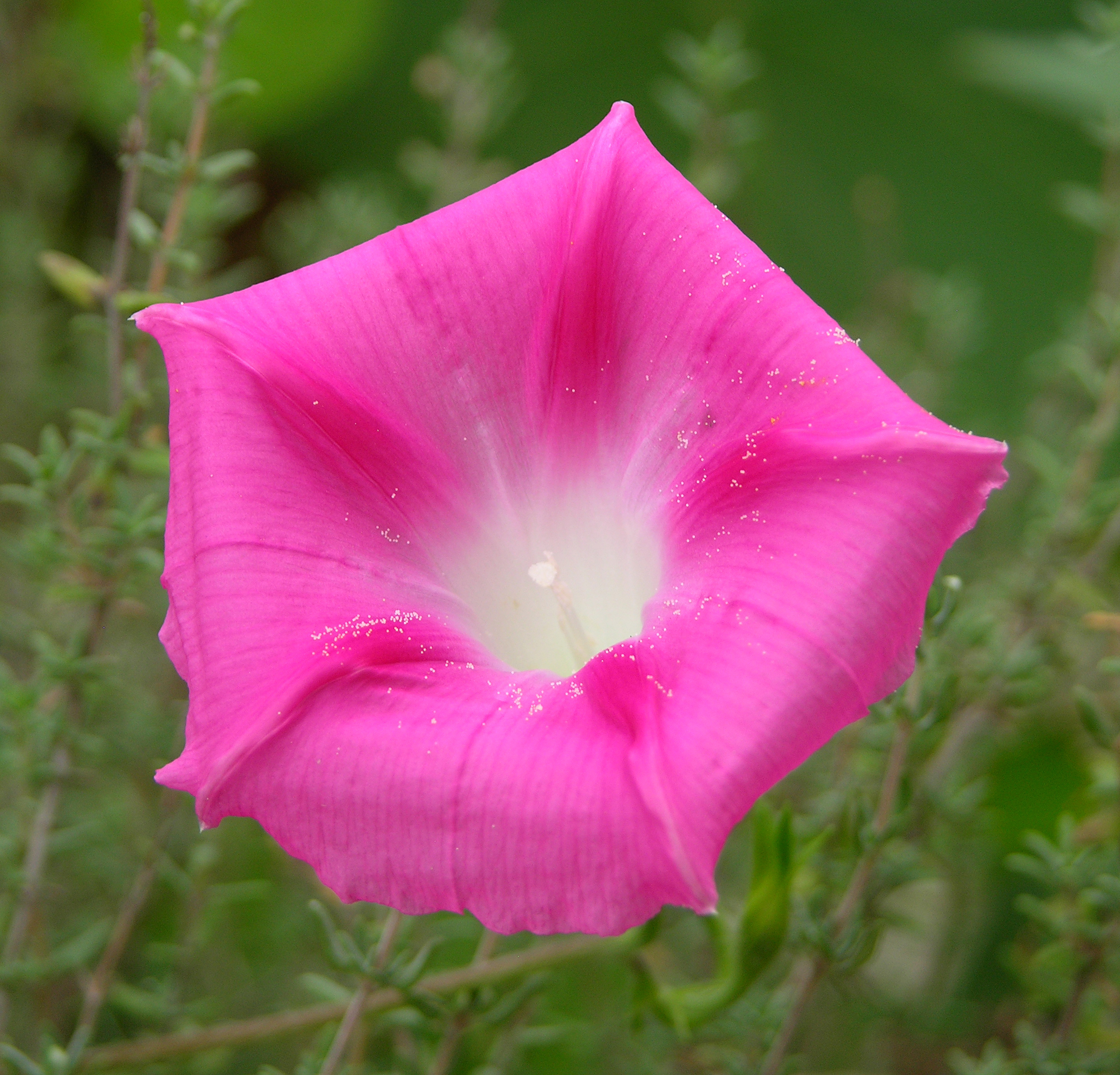 File:Pink Morning Glory 2500px.jpg - Wikipedia, the free encyclopedia