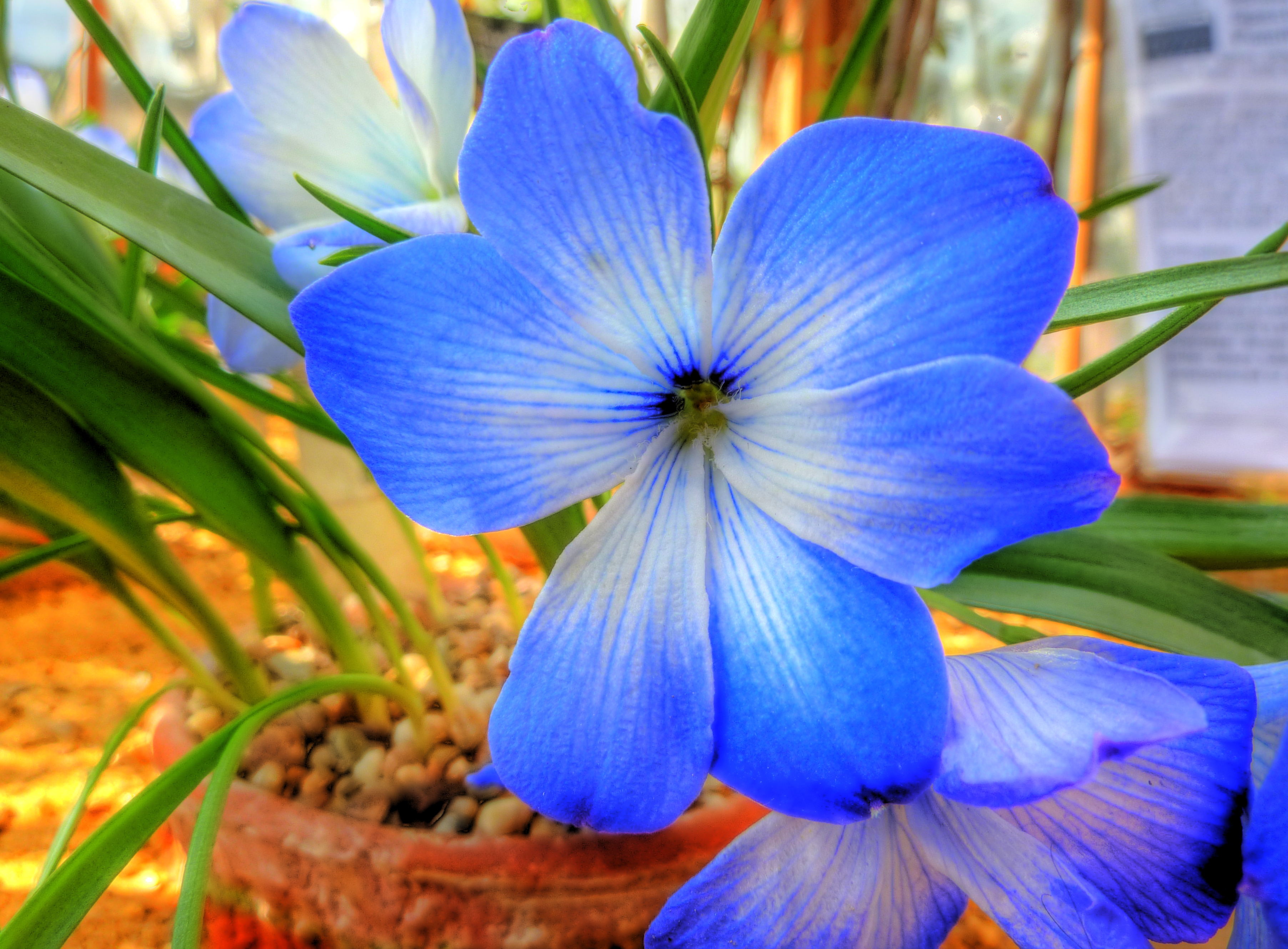 Flower Hdr