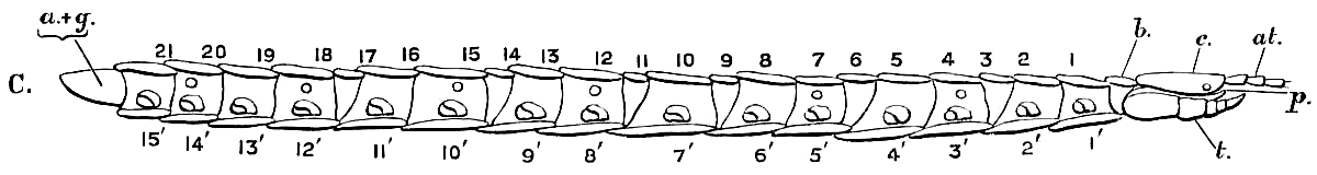 Craterostigmus sp. (Craterostigmomorpha).