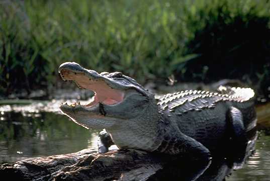 Ficheiro:Alligator.jpg