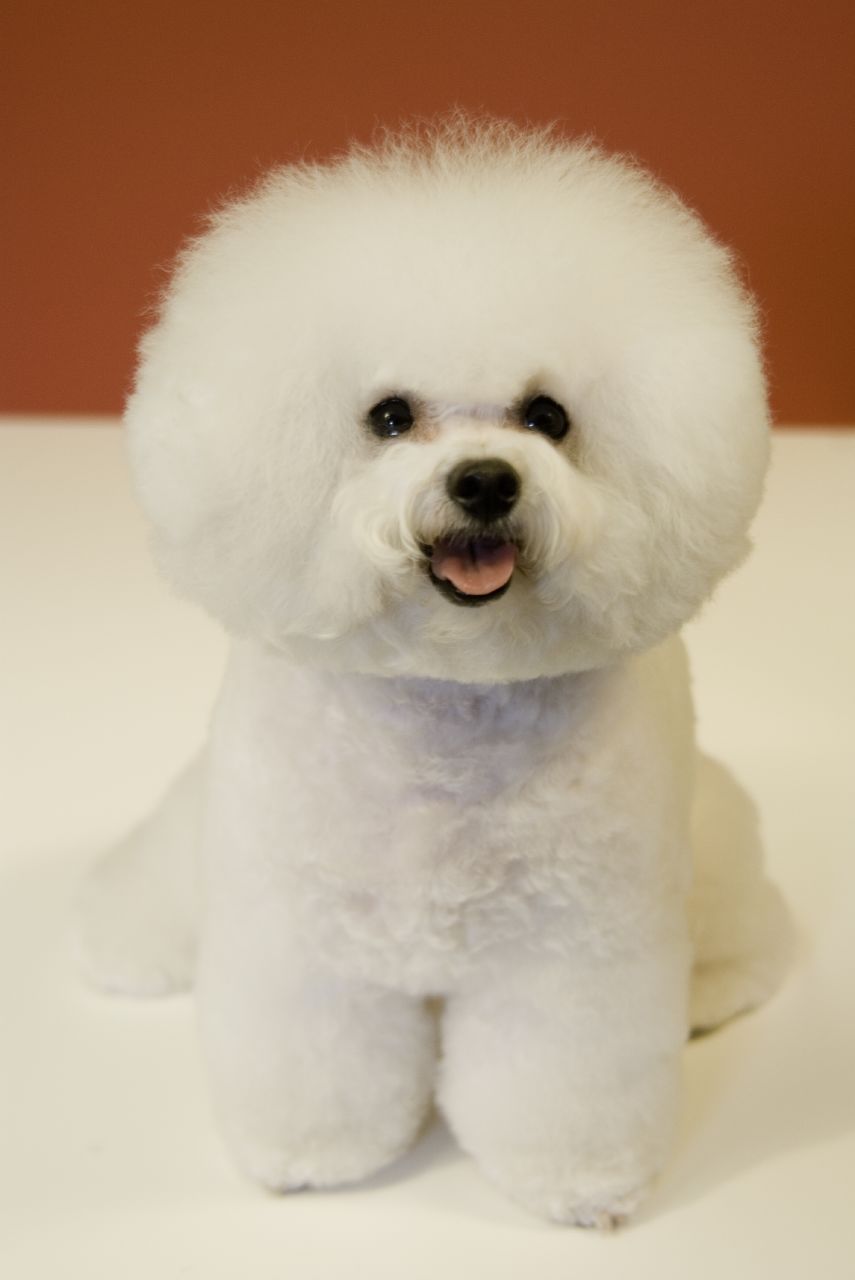 http://upload.wikimedia.org/wikipedia/commons/9/98/Bichon_Frise_red_background.jpg