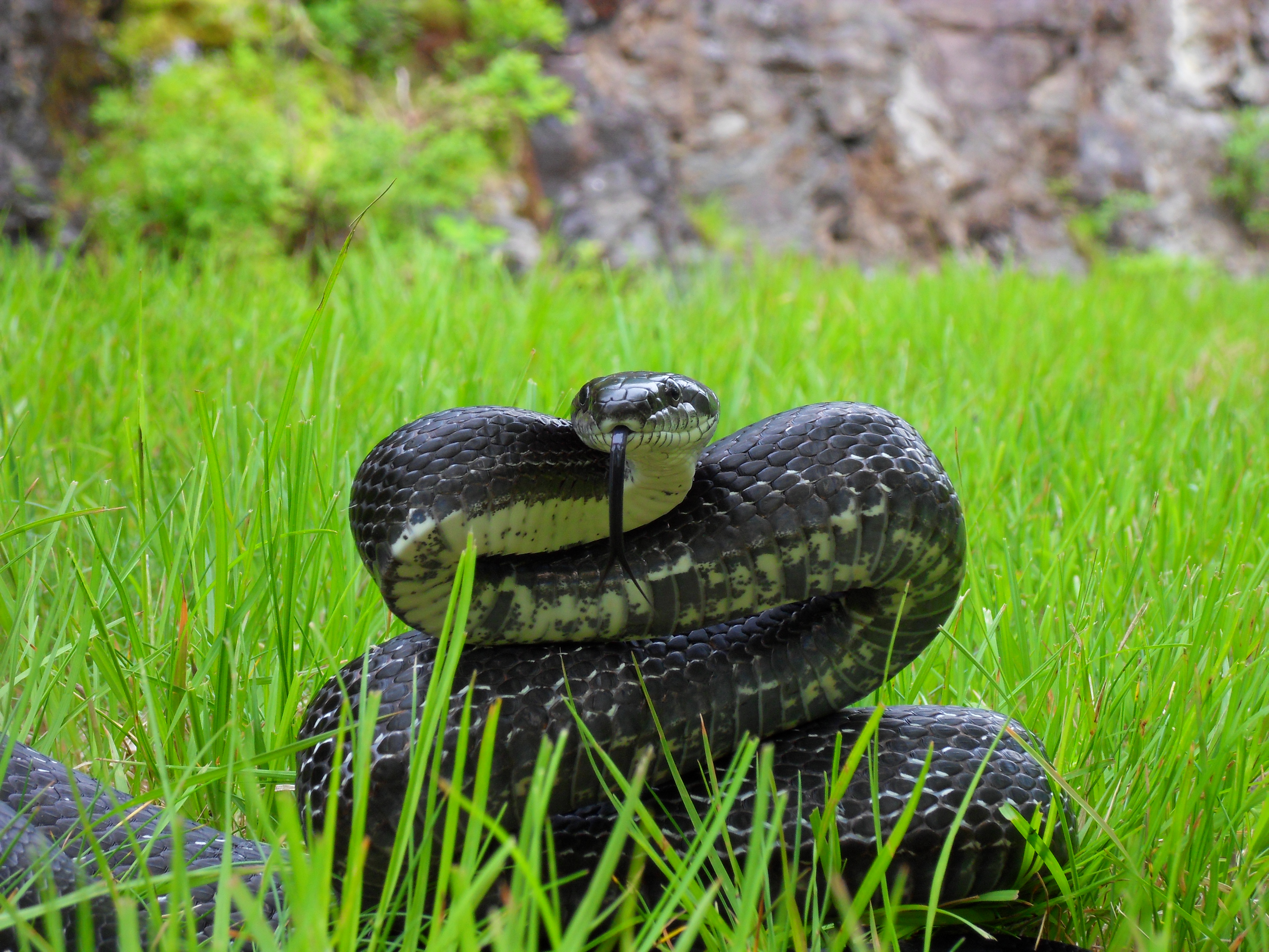 Rat snake poisonous