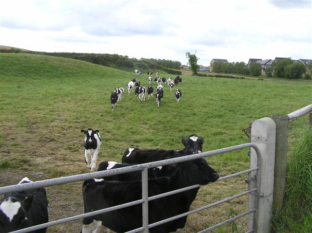 Cattle,_Killybrack_-_geograph.org.uk_-_1