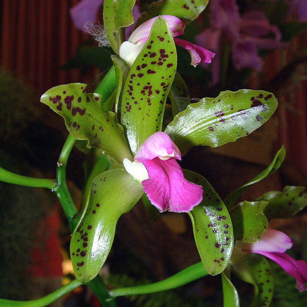 http://upload.wikimedia.org/wikipedia/commons/9/98/Cattleya_guttata_Orchi_05.jpg