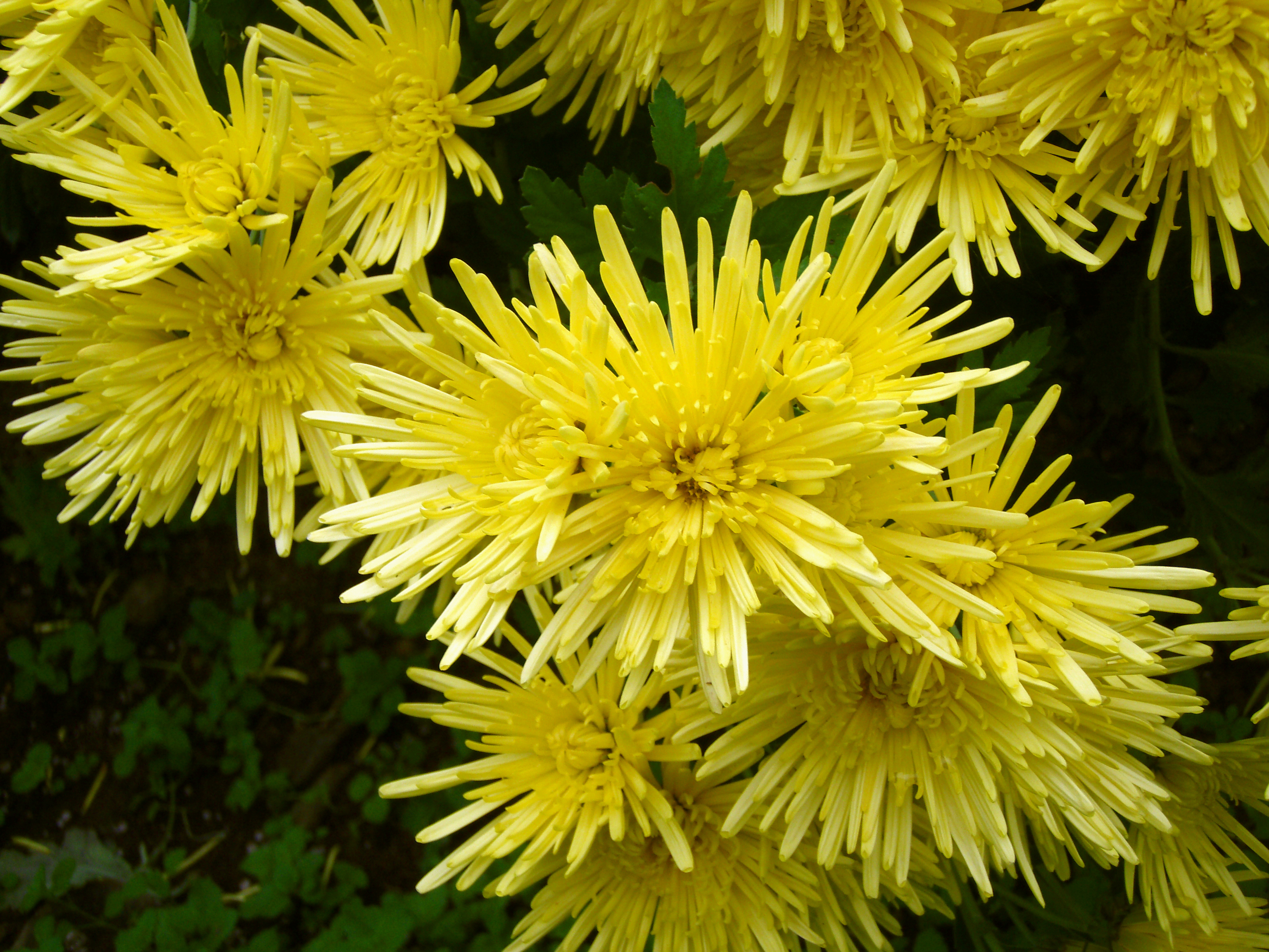 File:Chrysanthemum morifolium j04.jpg  Wikipedia, the free 